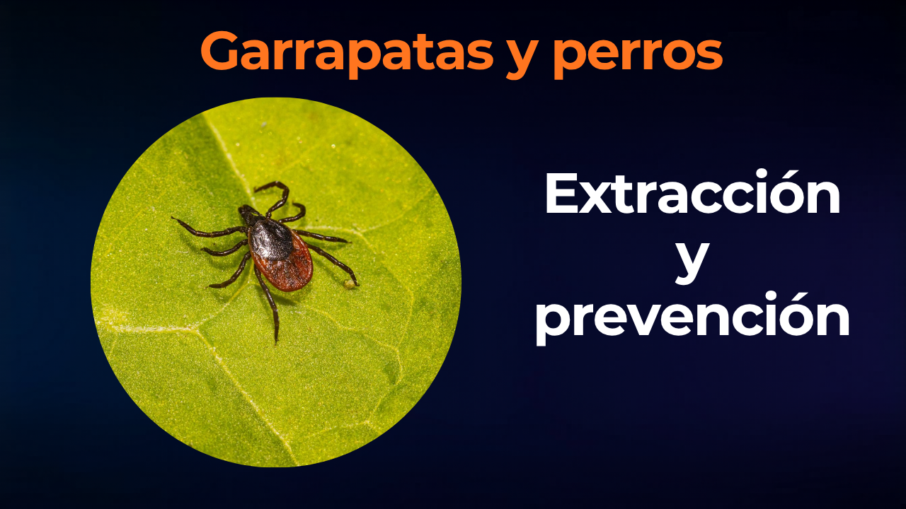 Garrapatas en perros: cómo quitarlas y prevenirlas en 2026