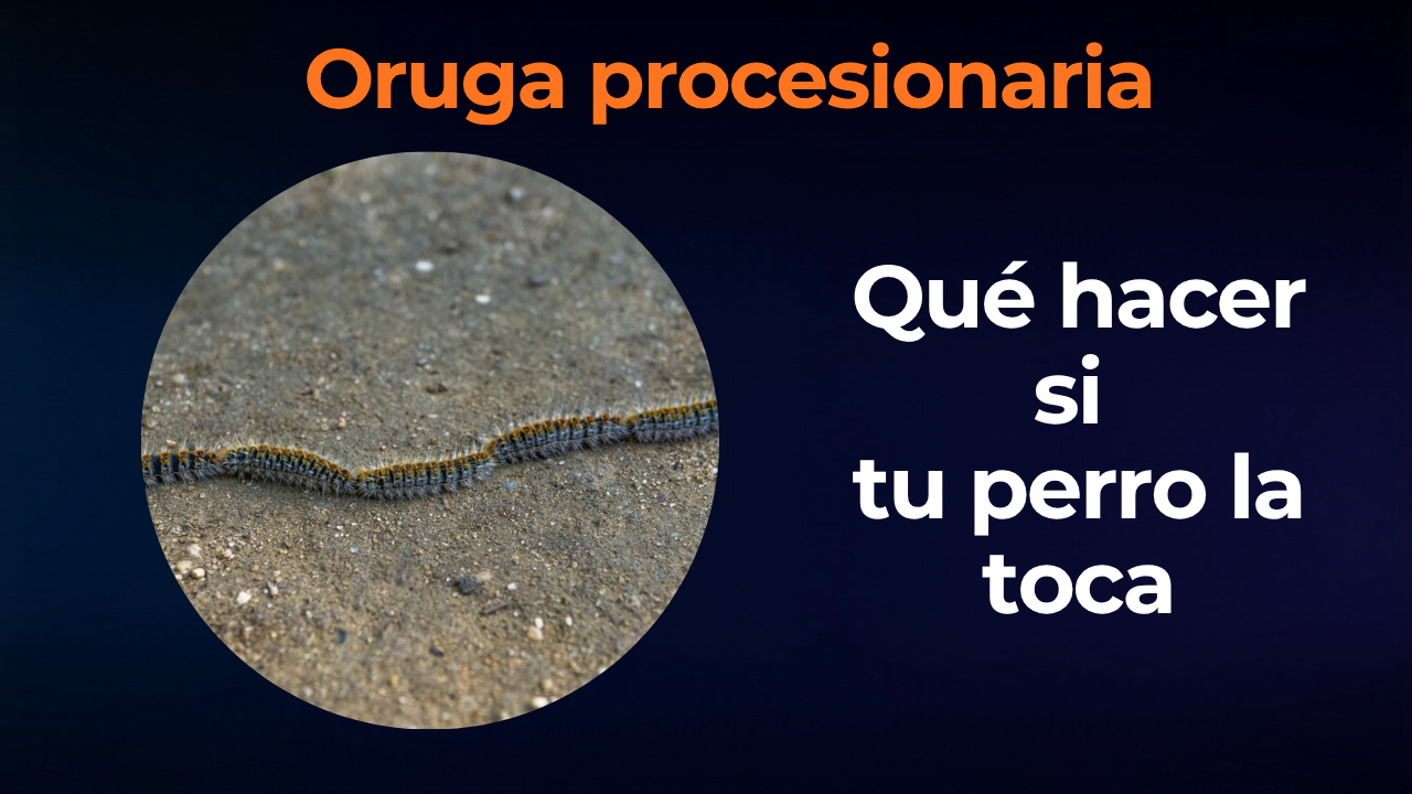 Oruga procesionaria y perros: qué hacer si tu perro la toca